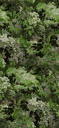 Diore Les Forets Collection